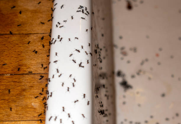 Trusted Oak Grove Heights, AR Pest Control Experts